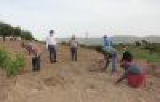 Turistleri Tut’a lavanta kokusu çekecek