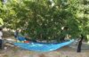 TUT İLÇESİNDE ‘DUT’ HASADI BAŞLADI