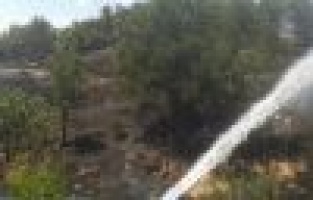 Tut İlçesinde Yangın