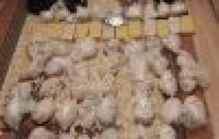 Uyuşturucu Satıcıları Tutuklandı