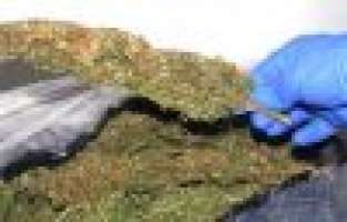 Uyuşturucu Tacirleri Yakalandı