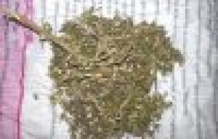 Üzerinde esrarla yakalanan 3 kişi gözaltına alındı