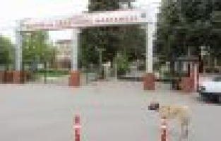 Vatandaşlardan sokak köpeklerine tepki