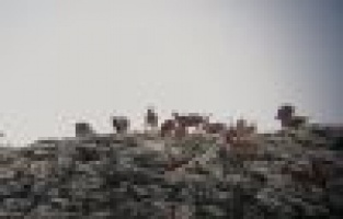 Yaban keçilerinin envanter çalışmaları başladı