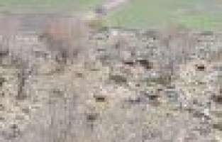 Yaban keçilerinin sayımı tamamlandı