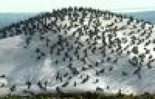 Yağmurda aç kalan güvercinler buğday pazarını mesken tuttu