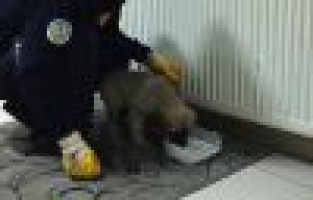 Yağmurda ıslanan köpeğe itfaiye ekipleri sahip çıktı