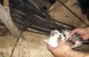 Yangında iki yavru kedi son anda kurtarıldı