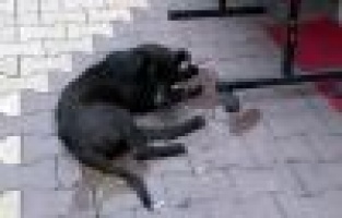 Yaralı Köpeğe Belediye Sahip Çıktı