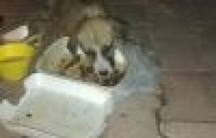 Yaralı köpek tedavi altına alındı