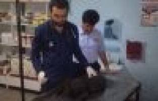 Yaralı Köpek Tedavi Altına Alındı