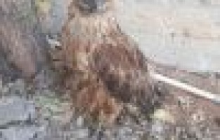 Yaralı şahin tedavi altına alındı