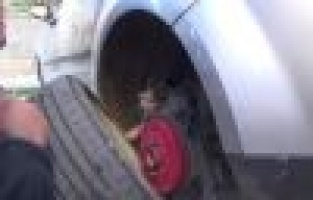 Yaramaz kedi itfaiye erlerine zor anlar yaşattı