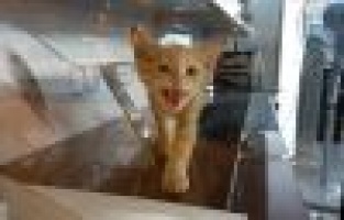 Yaramaz minik kedi iş yerinde mahsur kaldı