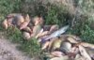 Yasağa rağmen balık avlayan şahıslar jandarmadan kaçamıyor