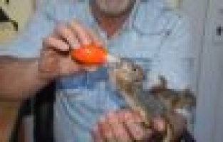 Yavru sincapları evladı gibi besliyor