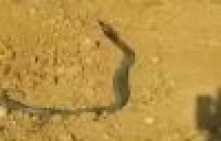 Yılanların dansı böyle görüntülendi