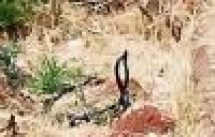 Yılanların dansı görüntülendi