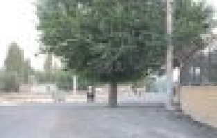 Yol Ortasında Bulunan Ağaç Görenleri Şaşırtıyor