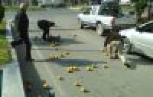 YOLA DÖKÜLEN GREYFURTLAR, SÜRÜCÜLER TARAFINDAN TOPLANIP SAHİBİNE VERİLDİ