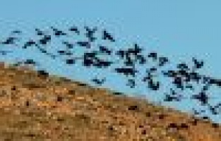 Yüzlerce karga gökyüzünde süzüldü