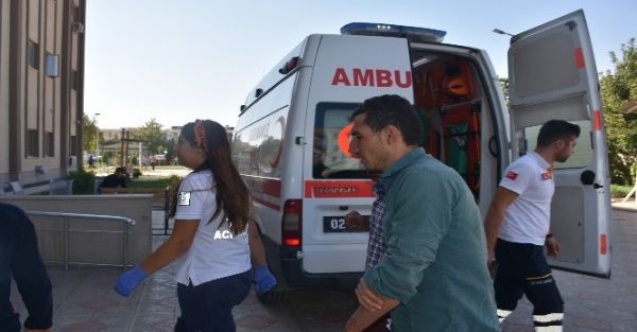 1 kişiyi yılan soktu