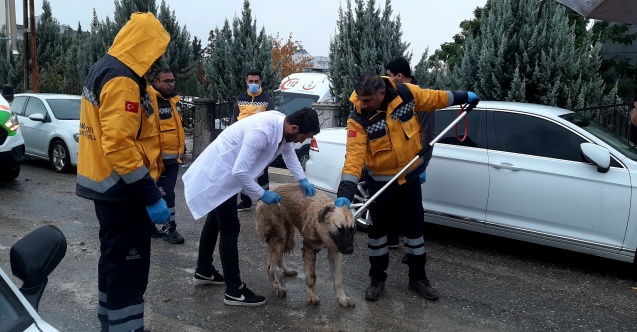 Adıyaman'da kuduz vakası