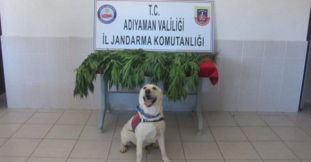 Adıyamanda 282 kök kenevir bitkisi ele geçirildi