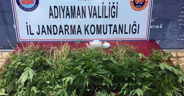 Adıyamanda 2 bin 765 kök Hint keneviri ele geçirildi