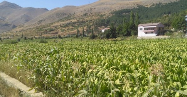 Adıyamanda tütün hasadı başladı