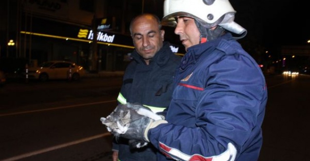 Ağaçta mahsur kalan kediyi itfaiye ekipleri kurtardı