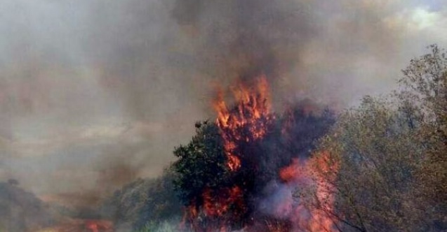 Anız yangını meyve bahçesine sıçradı