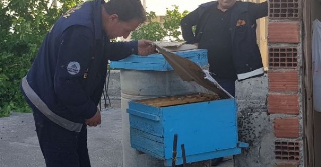 Arıları çıplak elle topladı