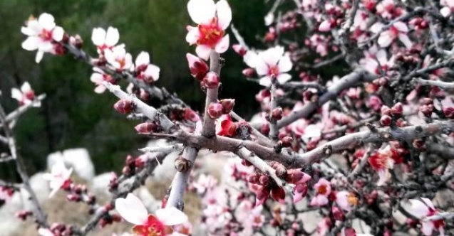 Bademler Çiçek Açtı