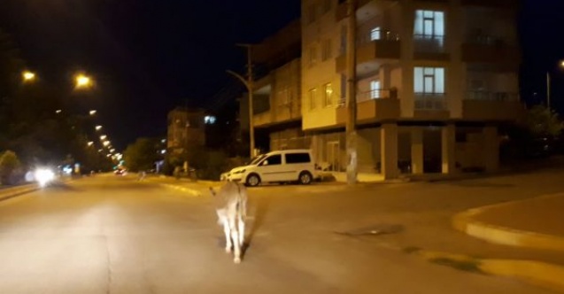 Başıboş eşek sürücülere zor anlar yaşattı