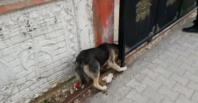 Başını duvar ile kapı arasına sıkışan köpek kurtarıldı