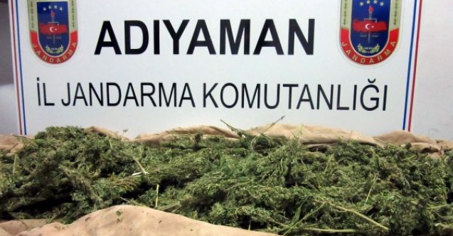 Bin 217 kök kenevir ele geçirildi