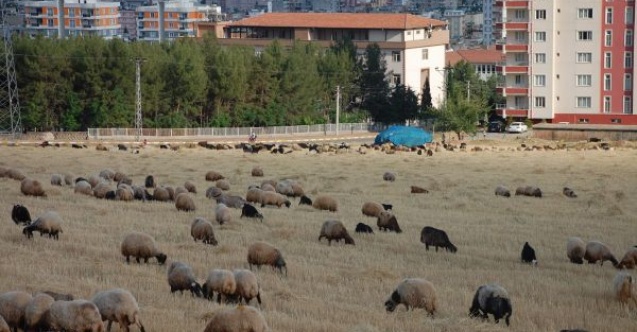 Buğday Ve Arpa Hasadı Hayvan Sahiplerinin Yüzünü Güldürdü