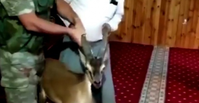Dağ keçisi camiye girdi
