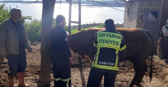 Fosseptik çukuruna düşen inek kurtarıldı
