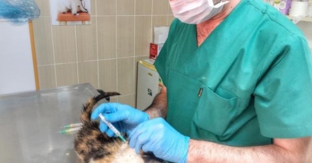 Hasta kedi tedavi edildi