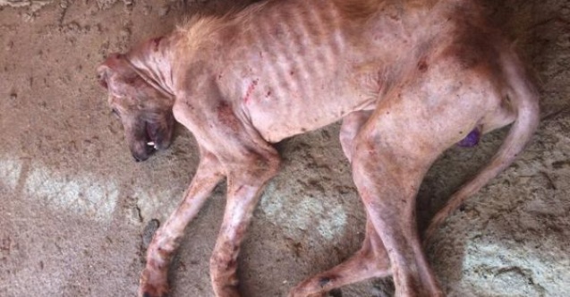 Hasta köpek Adıyaman Belediyesi tarafından tedavi altına alındı