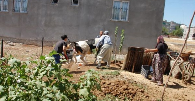Kaçan dana saatler süren kovalamacanın ardından yakalandı