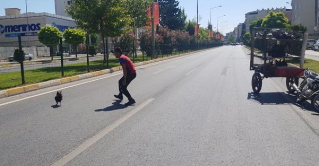 Karayolunda tavuk kovaladı
