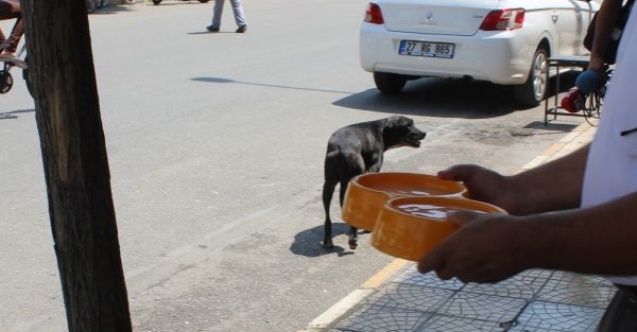 Kavurucu Sıcaklarda Sokak Hayvanlarına Bir Kap Su