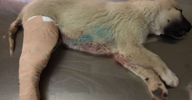 Kazada yaralanan köpek tedavi altına alındı