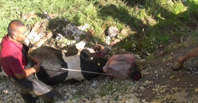 Kesimden kaçan dana görevlilere zor anlar yaşattı