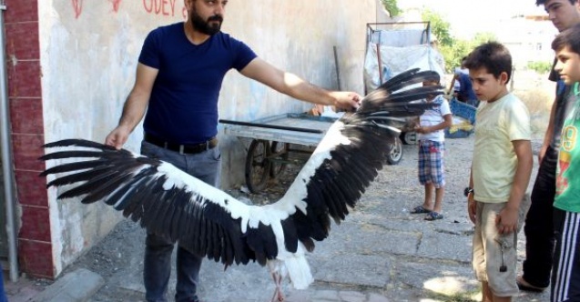 Mahalleli ayağı kopan leyleğin yardımına koştu