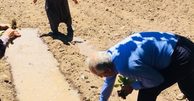 Milletvekili adayı çiftçilerle tütün dikti