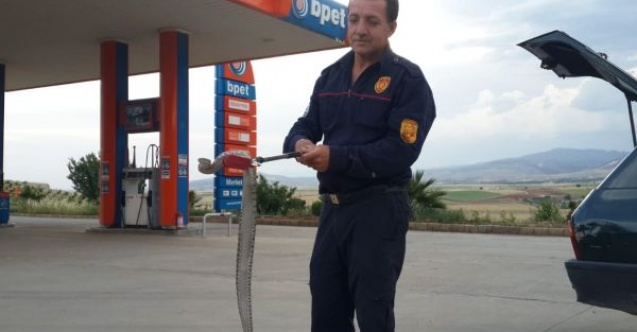 Otomobilin motor kısmına giren yılan çıkartıldı